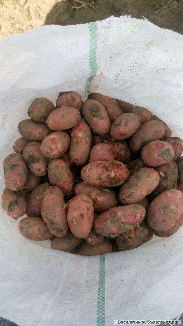 Картофель на переработку (30-50 мм)