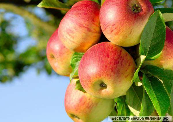 Яблочный уксус