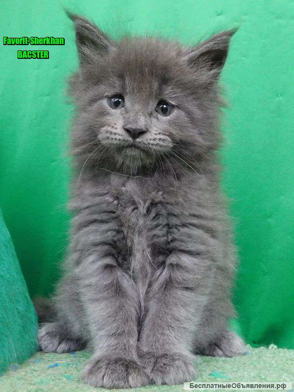 Котята Мейн Кун