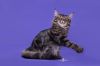 Кота на вязку породы Мейн Кун , возраст 2 года, кот большой международный чемпион