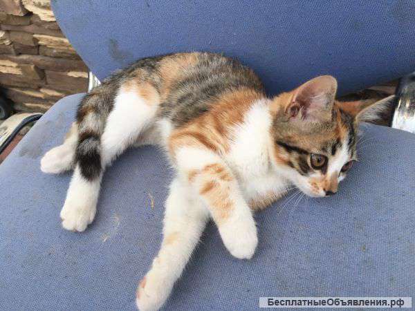 Милая кошечка даром