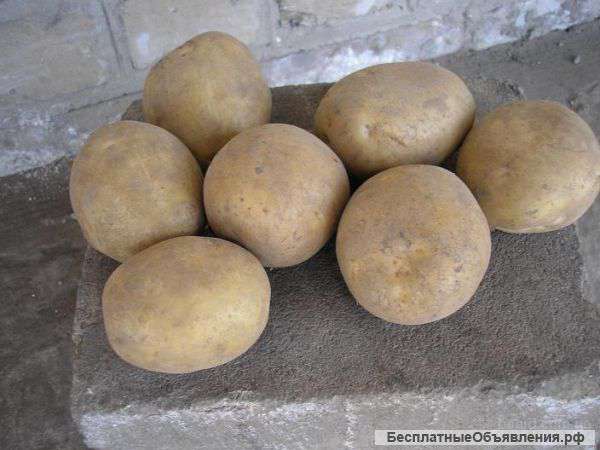 Картофель оптом