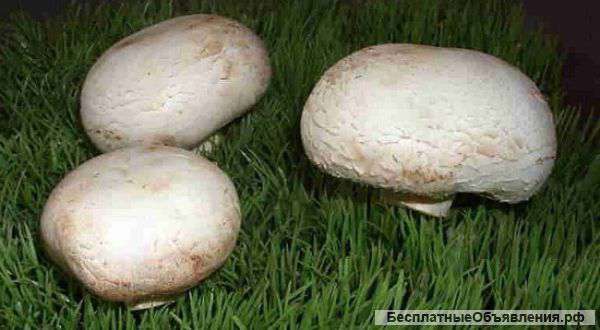 Рассада для выращивания шампиньонов