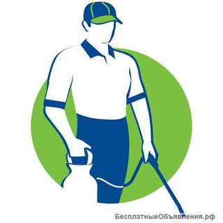 Клопы, тараканы, блохи, муравьи - как вывести