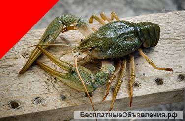 Раки живые