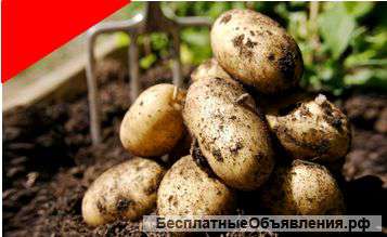 Картофель