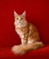 Красные котята мейн кун с документами