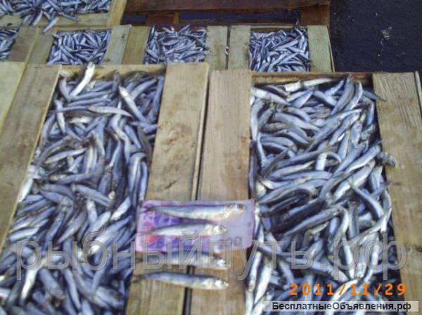 Мясо рапаны хамса анчоус бычок оптом в Керчи