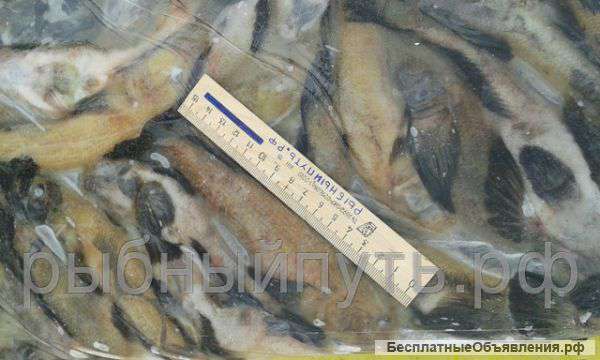 Мясо рапаны хамса анчоус бычок оптом в Керчи