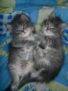 Котята в дар