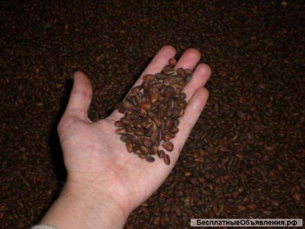 Кедровый орех оптом, свежий урожай 2016 года