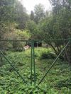 Участок в лесу