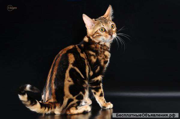 Бенгальские котята