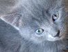 Милейшие котята