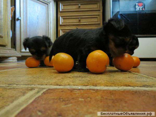 Щенки йоркширского терьера,2 месяца