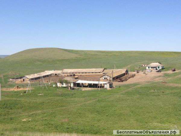 Кошара (готовый бизнес)