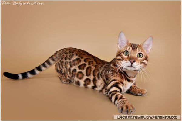 Бенгальские малыши