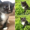 Котенок