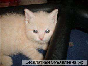 Британские котята