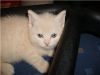 Британские котята