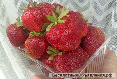 Клубника Чамора Туруси