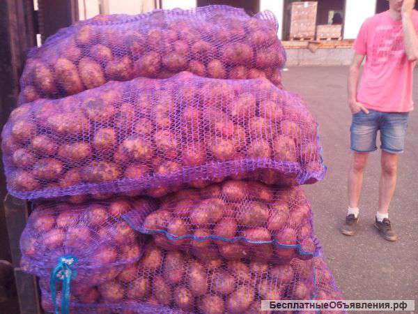 Картофель продовольственный"ред скарлет"гала" 50
