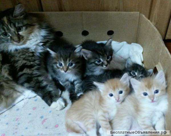 Отдам в добрые руки умных котят