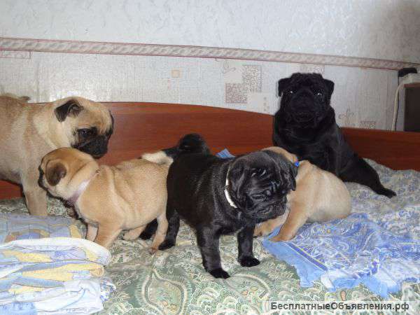 Черное золото