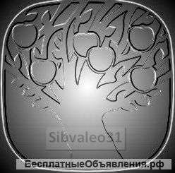 Менеджер по развитию региона