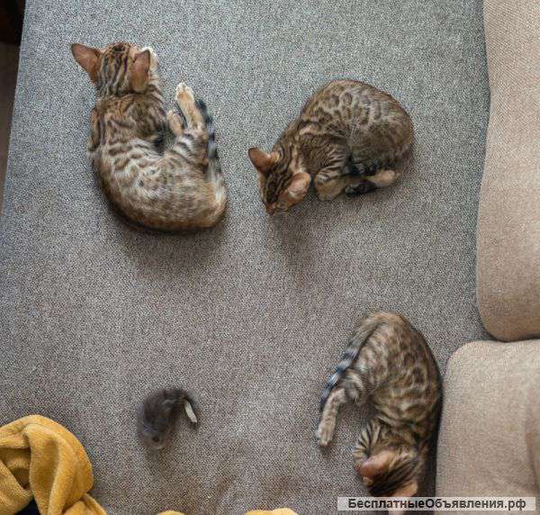 Бенгальские котята