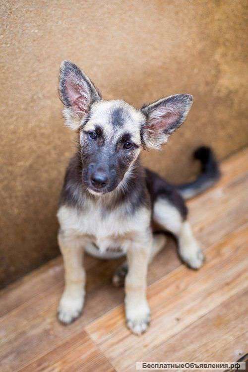 Ласковый Пузик ищет дом