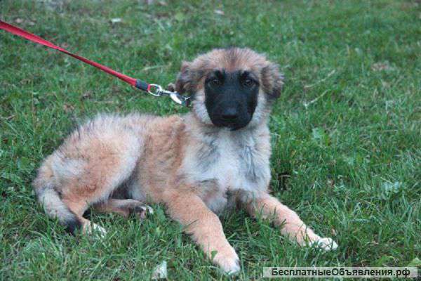 Сладкий Мишка ищет свою семью