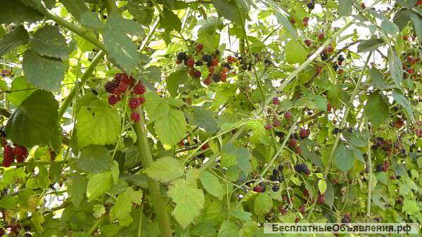 Участок под ИЖС 10 соток