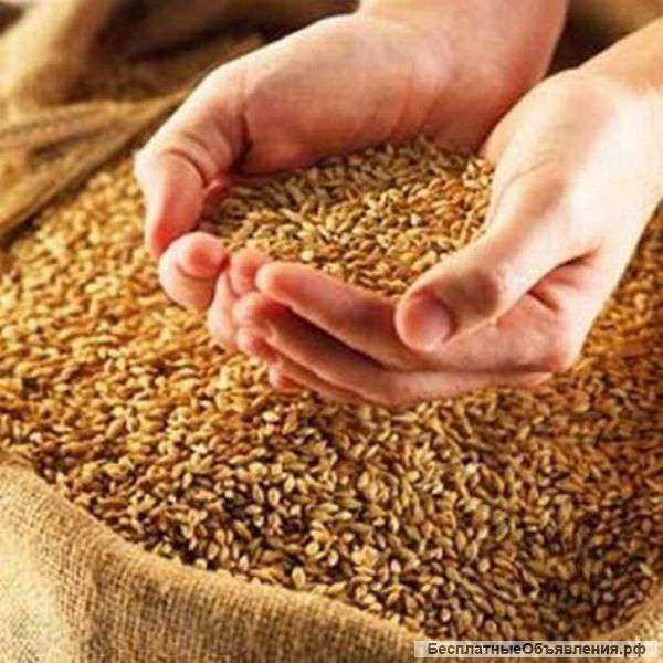 Продажа зерна 3 класса в большом количестве