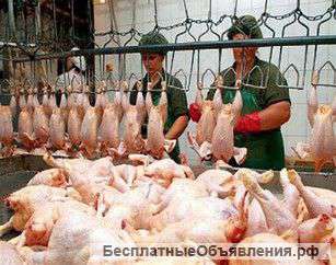 Мясо курицы оптом от производителя.