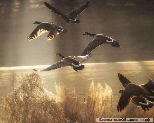 "Птичий перекрёсток"