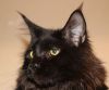Котик Черный Мейн Кун