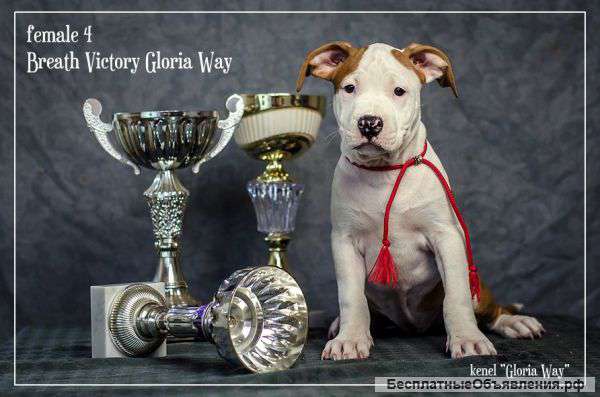 Веселые Щенки амстафф терьера