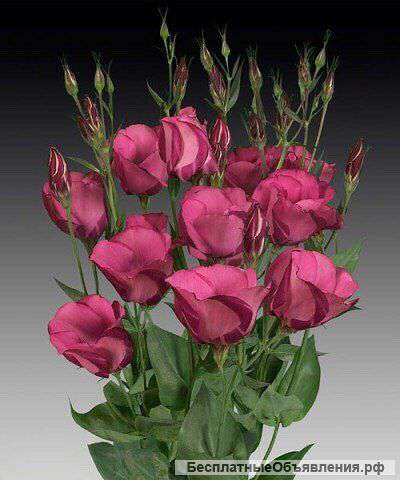 Эустому оптом