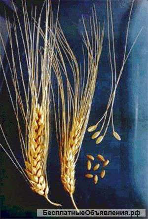 Пшеницы, ячменя и фуража