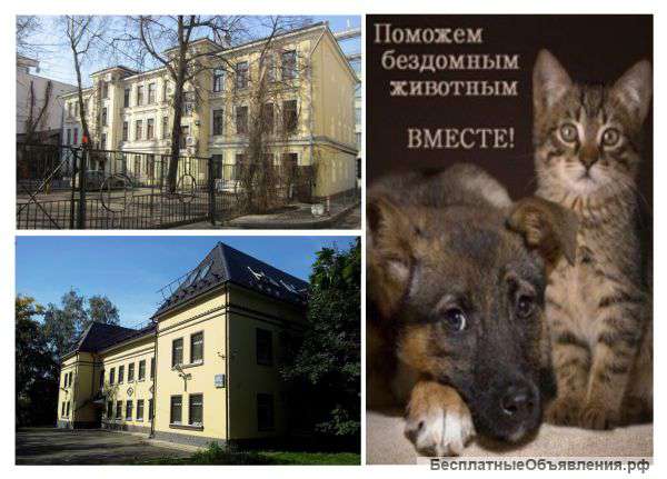 Дом для бездомных животных. Милостыня