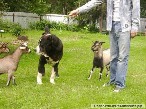 Камерунские козы