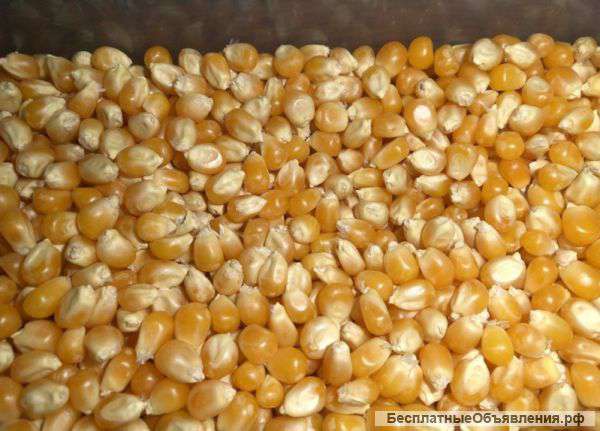 Кукуруза урожай 2016 продаем франко-вагон FCA