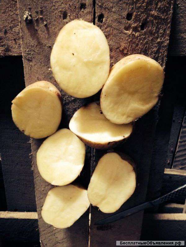 Картофель оптом от производителя