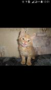 Рыжий котёнок
