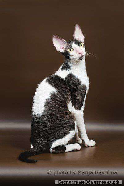 Продается шикарный кот корниш-рекс