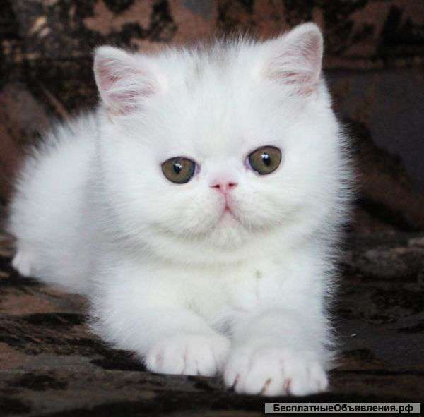БЕЛЫЙ экзотический котенок