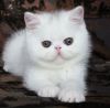 БЕЛЫЙ экзотический котенок
