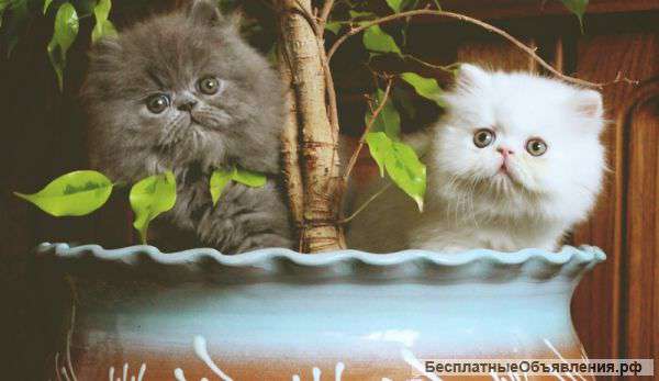 ГОЛУБОЙ ПЕРСИДСКИЙ котенок