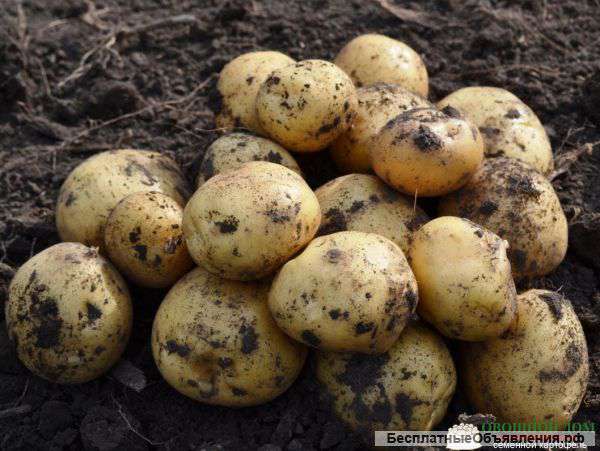 Картофель (невский, гала)